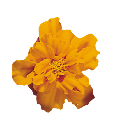 Safari French Marigold Tagetes patula (Benary) - Farmers Stop