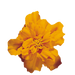Safari French Marigold Tagetes patula (Benary) - Farmers Stop