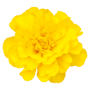 Safari French Marigold Tagetes patula (Benary) - Farmers Stop