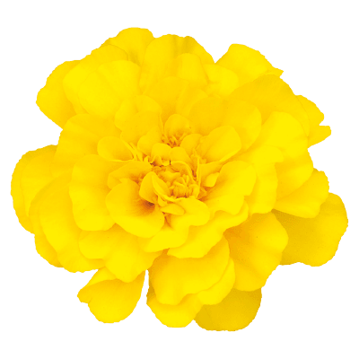 Safari French Marigold Tagetes patula (Benary) - Farmers Stop