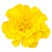 Safari French Marigold Tagetes patula (Benary) - Farmers Stop