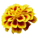 Safari French Marigold Tagetes patula (Benary) - Farmers Stop