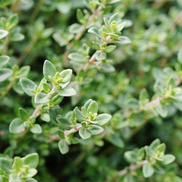 Thyme English Winter Seeds (Tobia's Select Seed, USA) - Farmers Stop