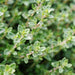 Thyme English Winter Seeds (Tobia's Select Seed, USA) - Farmers Stop