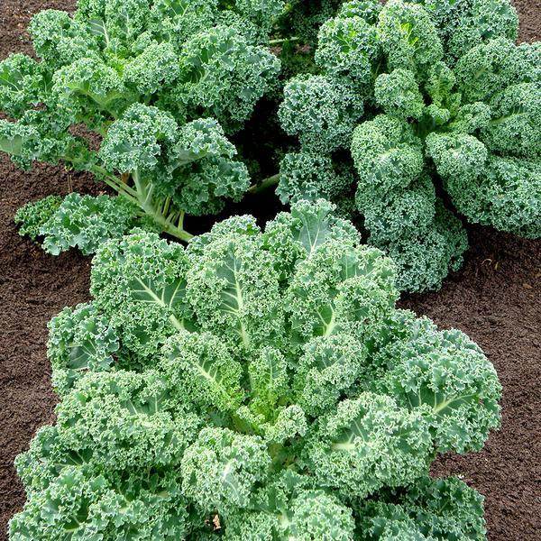 Curly Kale (Garden Festival) - Farmers Stop