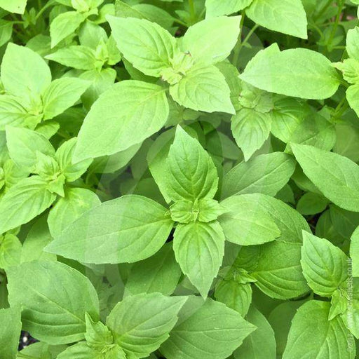 Lemon Basil (Tobia's Select Seed, USA) - Farmers Stop