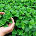 Mint Imported (Mentha piperita) - Farmers Stop