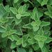 Premium Oregano Seeds - High-Quality Herb Seeds for Flavorful Cooking - Farmers Stop