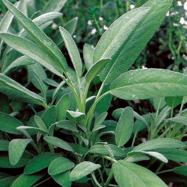 Sage Broad Leaved (Tobia's/Garden Festival Select Seed, USA) - Farmers Stop