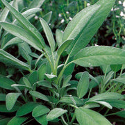 Sage Broad Leaved (Tobia's/Garden Festival Select Seed, USA) - Farmers Stop