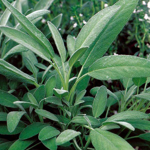 Sage Broad Leaved (Tobia's/Garden Festival Select Seed, USA) - Farmers Stop