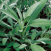 Sage Broad Leaved (Tobia's/Garden Festival Select Seed, USA) - Farmers Stop