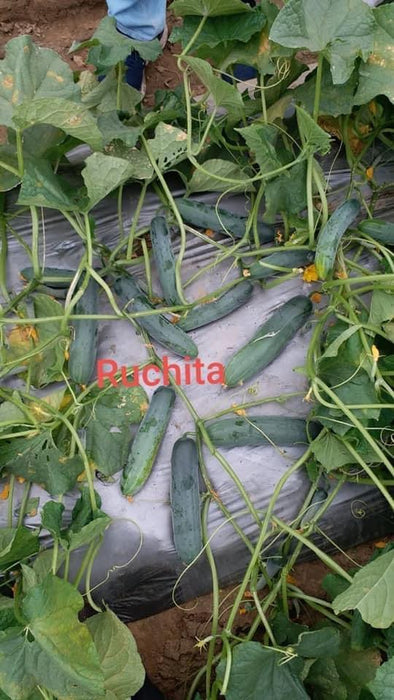 Ruchita/रुचिता Hybrid Cucumber (Known You Seeds) - Farmers Stop
