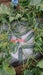 Ruchita/रुचिता Hybrid Cucumber (Known You Seeds) - Farmers Stop