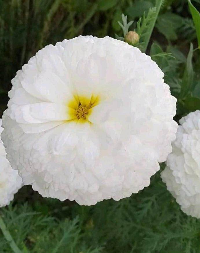 White Moon/वाइट मून Bijeeli Pure White Flower Seeds (Konico Seeds) - Farmers Stop