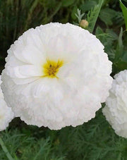 White Moon/वाइट मून Bijeeli Pure White Flower Seeds (Konico Seeds) - Farmers Stop