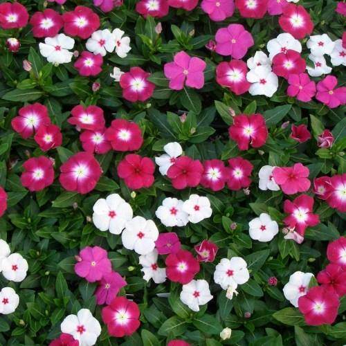 Dwarf Special Mix Vinca (Garden Festival's) - Farmers Stop