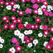 Dwarf Special Mix Vinca (Garden Festival's) - Farmers Stop