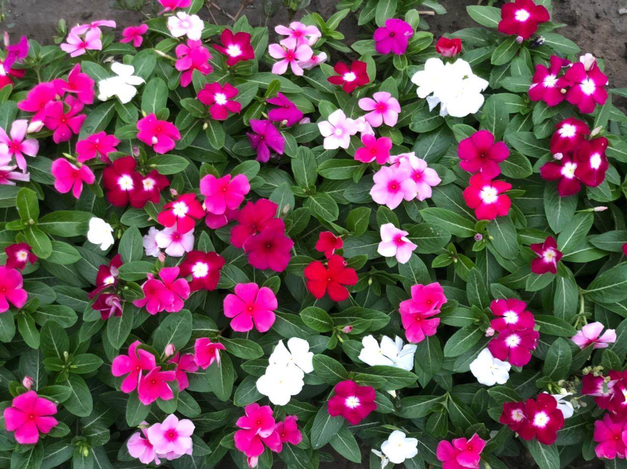 Dwarf Special Mix Vinca (Garden Festival's) - Farmers Stop