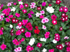 Dwarf Special Mix Vinca (Garden Festival's) - Farmers Stop