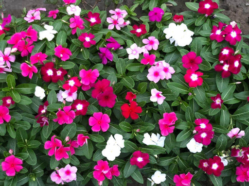 Dwarf Special Mix Vinca (Garden Festival's) - Farmers Stop