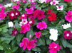Dwarf Special Mix Vinca (Garden Festival's) - Farmers Stop