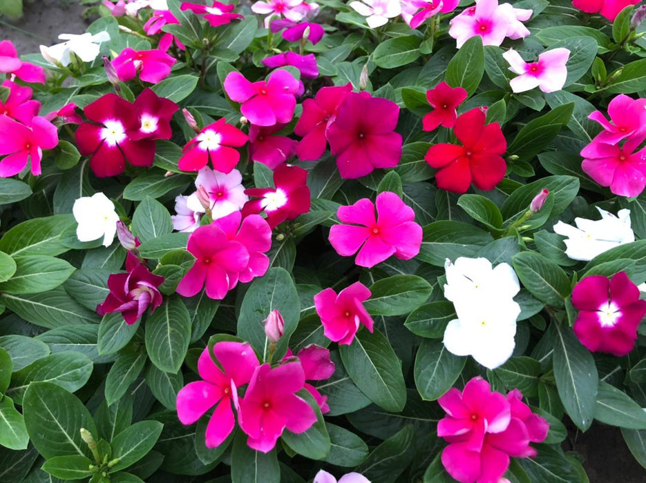 Dwarf Special Mix Vinca (Garden Festival's) - Farmers Stop