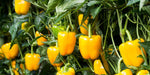 Kaamos F1 Hybrid Yellow Capsicum (Syngenta) - Farmers Stop