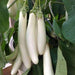 White Long Brinjal Best Quality Seeds - Farmers Stop