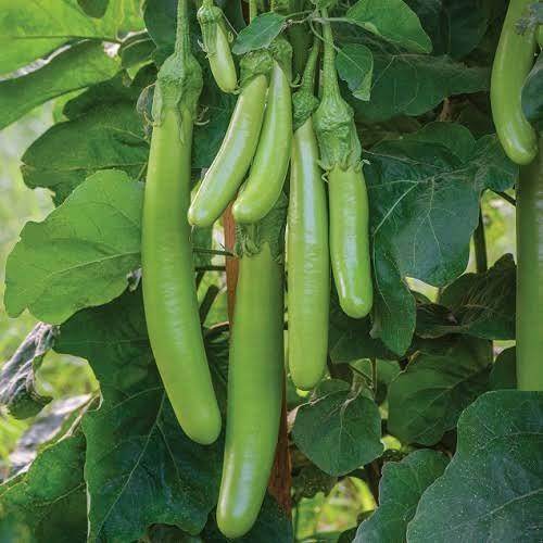 Green Long Brinjal Best Quality Seeds  (Garden Festival) - Farmers Stop