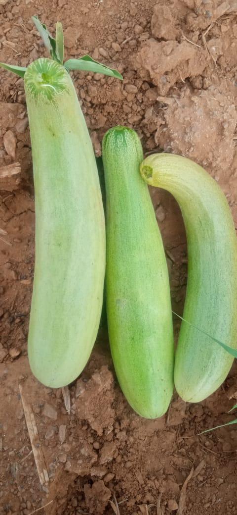 Superior Cucumber Green Long/ Kachra Melon Type - Farmers Stop