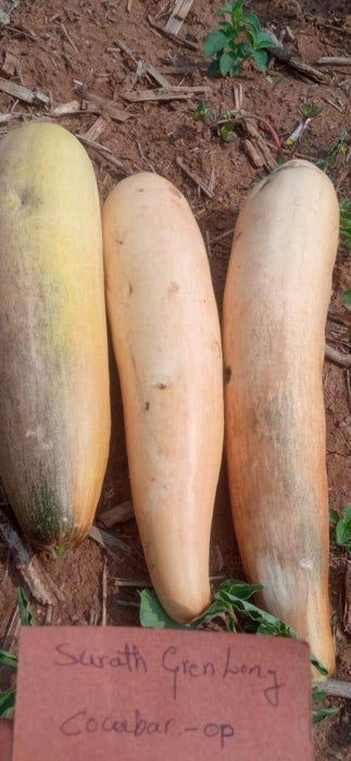 Superior Cucumber Green Long/ Kachra Melon Type - Farmers Stop