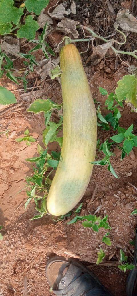 Superior Cucumber Green Long/ Kachra Melon Type - Farmers Stop