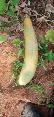Superior Cucumber Green Long/ Kachra Melon Type - Farmers Stop