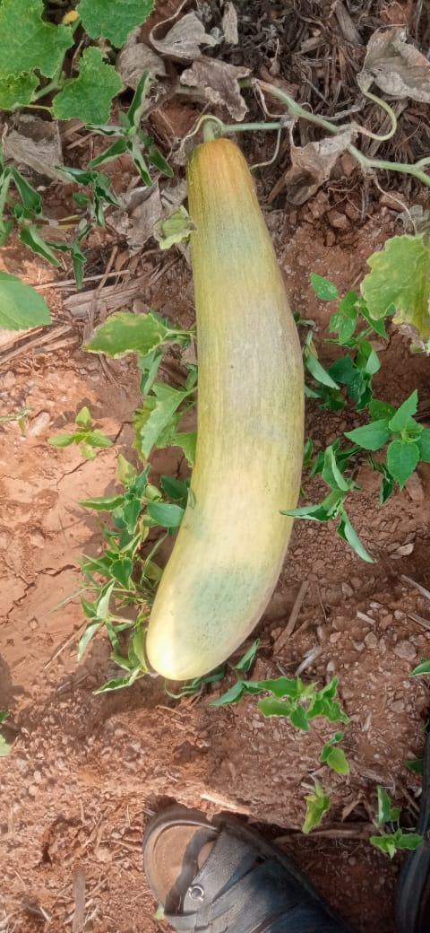 Superior Cucumber Green Long/ Kachra Melon Type - Farmers Stop