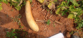 Superior Cucumber Green Long/ Kachra Melon Type - Farmers Stop