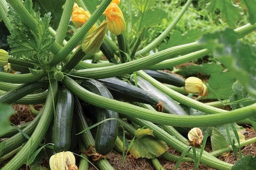 Korean Green Zuchini Seeds - Farmers Stop