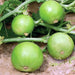 Apple Gourd/Tinda Desi (Garden Festival) - Farmers Stop