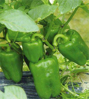 Capsicum Green Best Quality Hybrid F1 Seeds (Garden Festival) - Farmers Stop