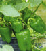Capsicum Green Best Quality Hybrid F1 Seeds  (Garden Festival) - Farmers Stop
