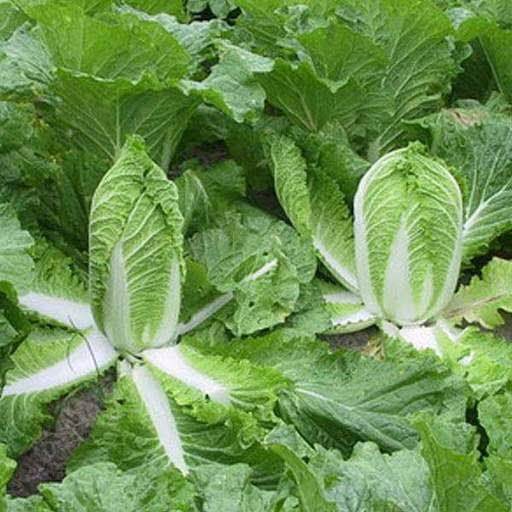Chinese Cabbage Hybrid (Garden Festival) - Farmers Stop