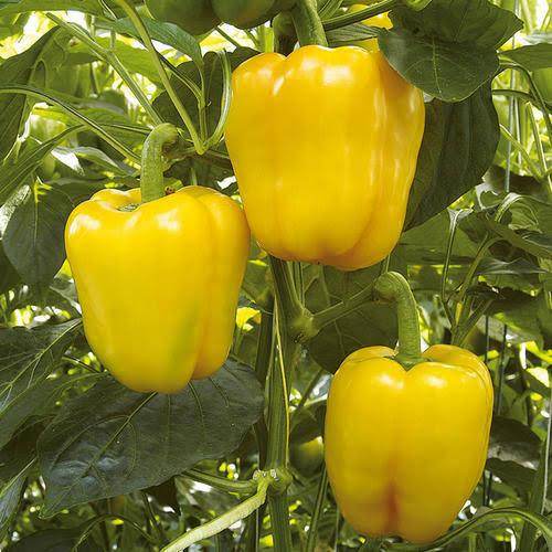 Capsicm Yellow Best Quality Hybrid F1 Seeds (Garden Festival) - Farmers Stop