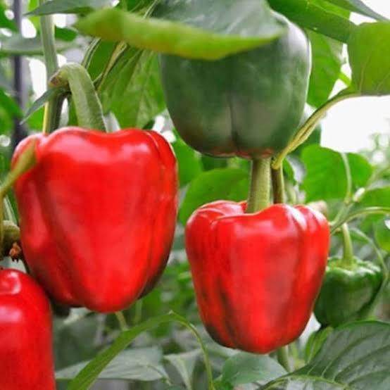 Capsicm Red Best Quality Hybrid F1 Seeds (Garden Festival) - Farmers Stop