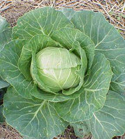Cabbage Green Hybrid F1 Seeds (Garden Festival) - Farmers Stop