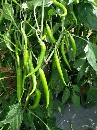 Pencil type Green Chilli Hybrid F1 Seeds - Farmers Stop