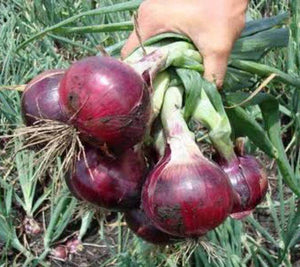 Improved Onion Red Colored Seeds - Farmers Stop