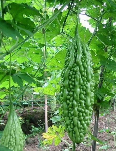 Bittergourd Quality Hybrid F1 Seeds  (Garden Festival) - Farmers Stop