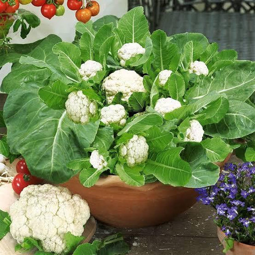 Cauliflower Super White Quality Hybrid Seeds (Garden Festival) - Farmers Stop