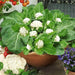 Cauliflower Super White Quality Hybrid Seeds (Garden Festival) - Farmers Stop