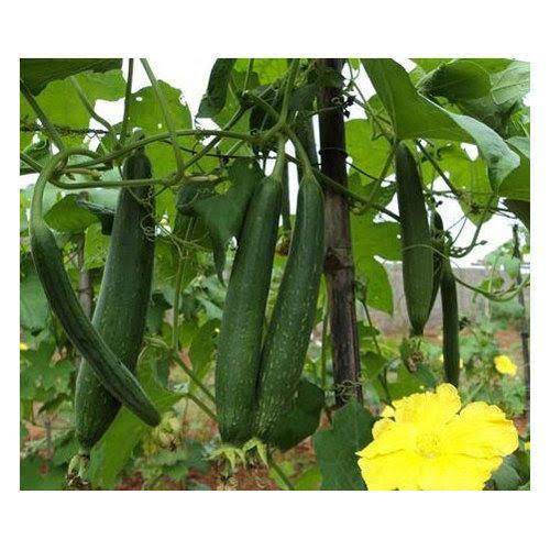 Sponge gourd best quality improved Seeds - Farmers Stop